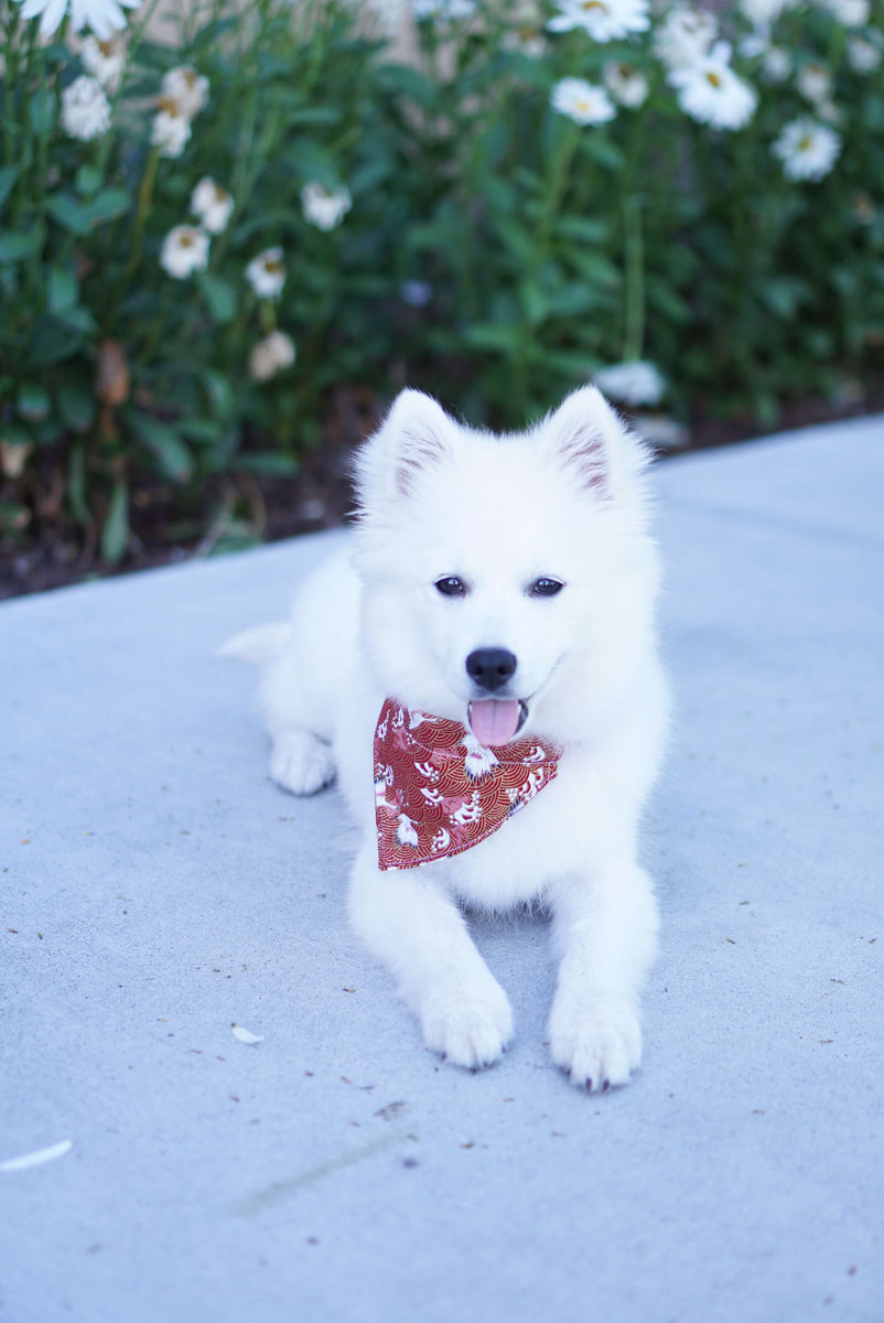 Miami Dolphins Dog Bandana -   Hong Kong