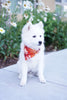 Paw-some Pet Bandana | Red Triangle Bandana for Dogs and Cats