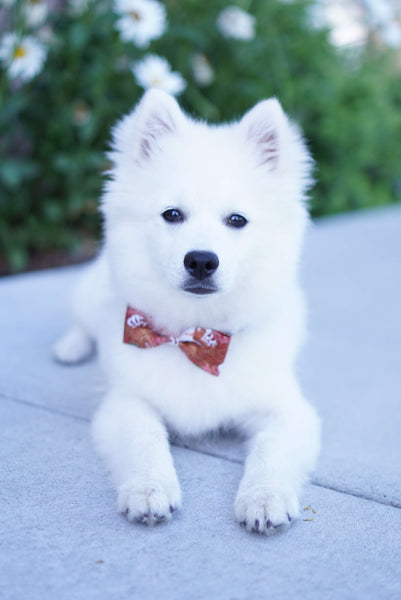 Breed Japanese Spitz Cross Poodle For Sale Maltese Japanese